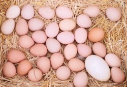 Doka Organik - Doğal Beç Tavuğu Yumurtası (1 adet)