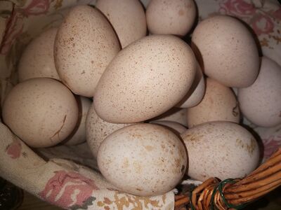 Doğal Hindi yumurtası