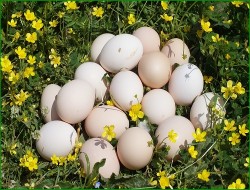 Doka Organik - Doğal Yumurta (10 adet)
