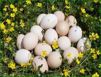 Doğal Yumurta (10 adet)