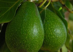 Maki Organik - Organik Avokado (adet)