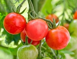 Maki Organik - Organik Cherry Domates (500 gr)