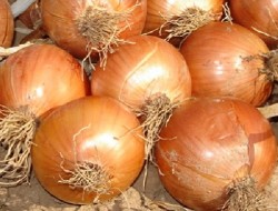 EMİNE NACAK - Organik Kurusoğan (500 gr)