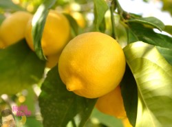 Ahmet Okan - Organik Limon (500 gr)