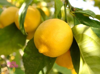 Organik Limon (500 gr)
