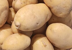 Hayrettin Aksoy - Organik Patates (500 gr)