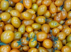 Yasemin Uğuz Kütük - Organik Sarı Cherry Domates (500 gr)