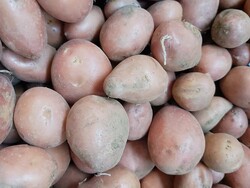 Doka Organik - Organik Tatlı Patates (500gr)