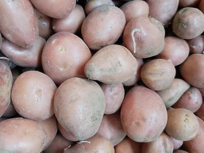 Organik Tatlı Patates (500gr)