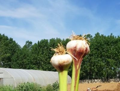 Doka organik Doka organik