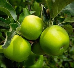 BAHÇECİK ORGANİK - Organik Yeşil Elma (500 gr)