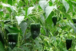 Doka Organik - Organik Yeşil Tombul Kapya (500 gr)